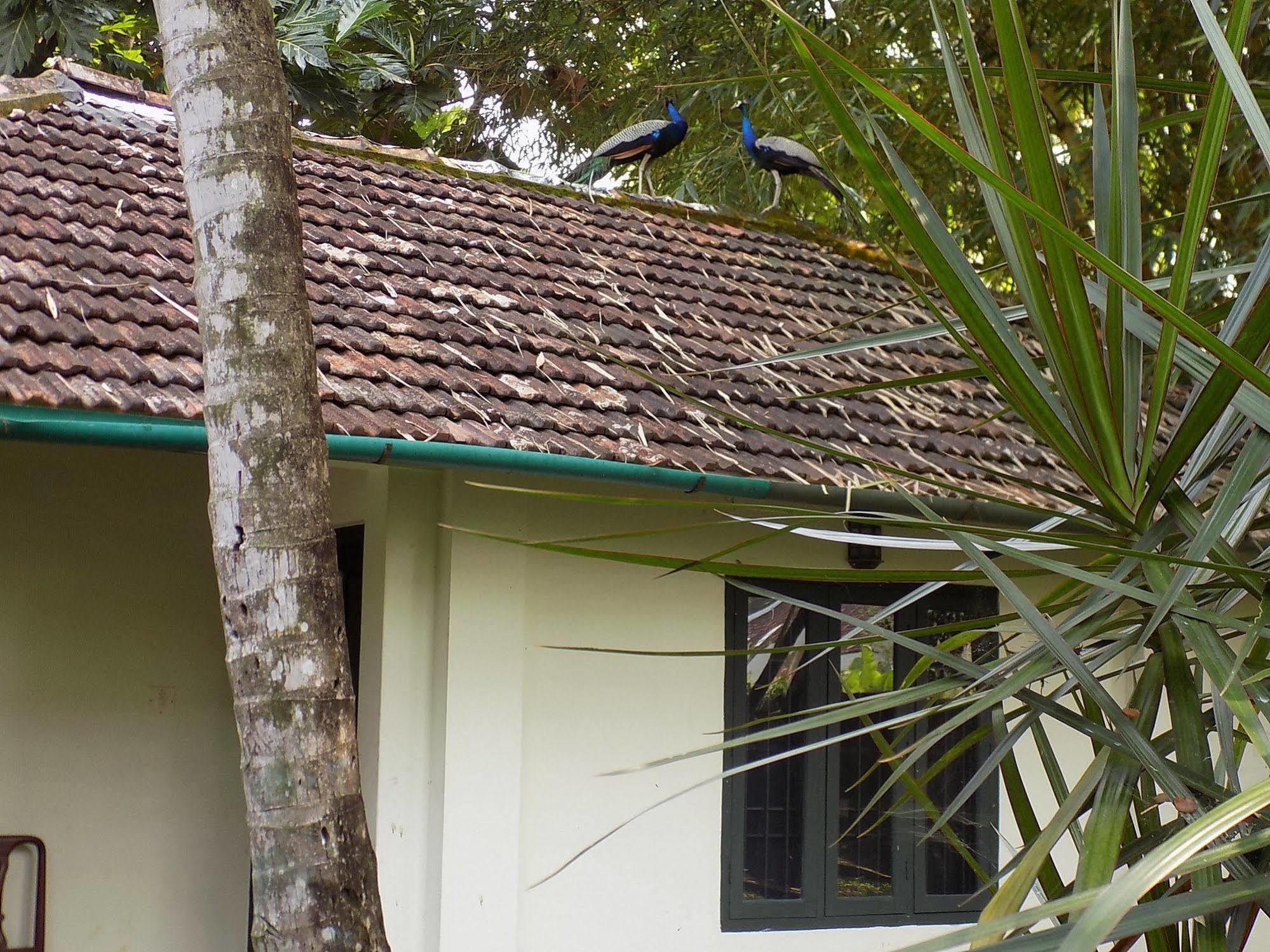 Elphinstone Residency Bed & Breakfast Kochi Luaran gambar